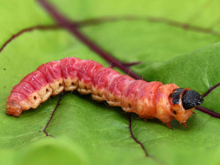 Cossus cossus caterpillar on leaf, close up of a big red goat moth caterpillar from the family...