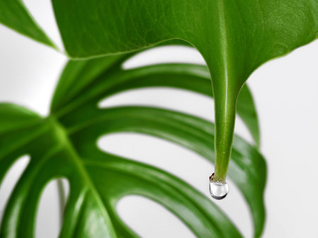 close up of a monstera leaf with water drop isolated on white background, Guttation of housplants...