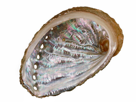 Inside view on a mother of pearl surface in a seashell of an abalone or haliotis isolated on white backgroundの写真素材