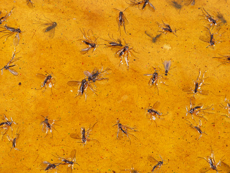 Close-up of various small flies stuck on a yellow sticky flytrapの写真素材