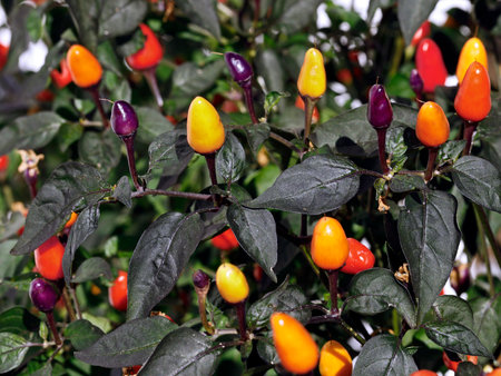 colorful hot chili peppers on plant, Capsicum frutescens, also called lila luzi or peruvian purple
