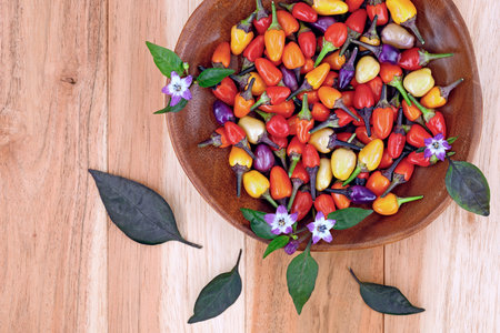 Top view of small colorful hot chilies, in red, yellow, orange and purple of Capsicum frutescens,...