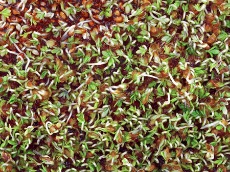 germinating cress seeds, lepidium sativum, sprouts of young cress seedling, top view of microgreensの写真素材