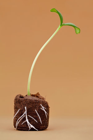 Melon seedling with visible roots in coir pellet pot, young sprout of a melon seed growing in...
