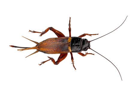 top view of black cricket, gryllus bimaculatus isolated on white background, macro detail shot