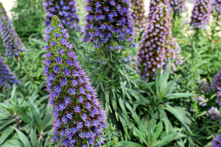 Close up of a large blue flower head in full bloom of Echium candicans, the Pride of Madeira