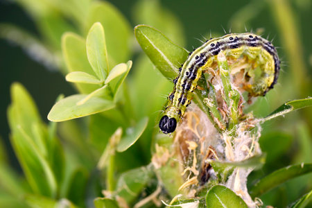 Caterpillar of Box tree moth, cydalima perspectalis, on Boxwood, Buxus sempervirens, close-up of a...