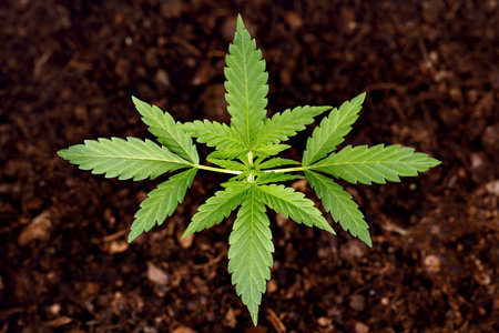 Top view of young hemp leaves of a growing cannabis plant on blurred brown soil background, home...