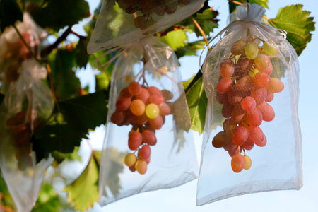 hanging ripening bunches of grapes are protected with a white organza bag, to protect the sweet grapes from birds or wasps, net bags are pulled over the grapesの写真素材