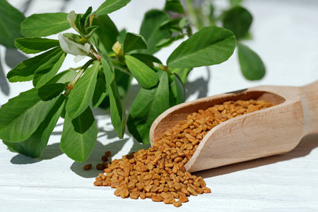 Fenugreek seeds in a wooden spoon and on a white table with fresh green leaves in sunlightの写真素材