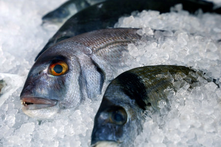 Fresh raw dourade fish, Sparus aurata, on ice at the fish and seafood market, fresh fish is an...