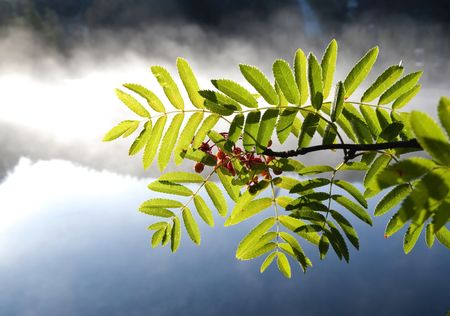 Rowan and hazeの写真素材