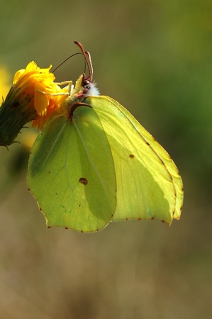 Gonepteryx rhamniの写真素材