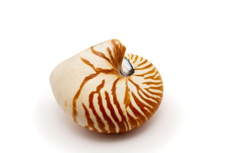 Nautilusの写真素材