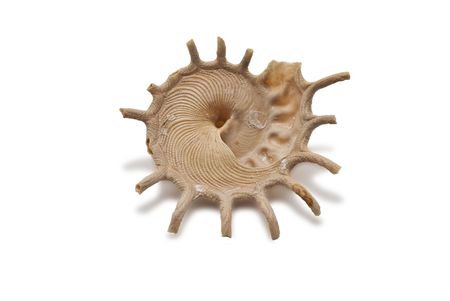 Shell