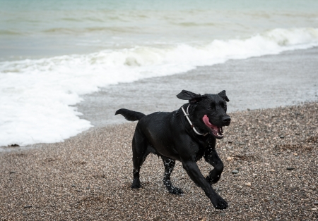 Wet playing dogの写真素材