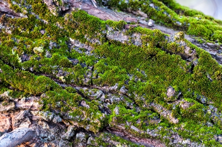 bark with mossの写真素材