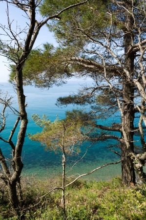 Trees over seaの写真素材