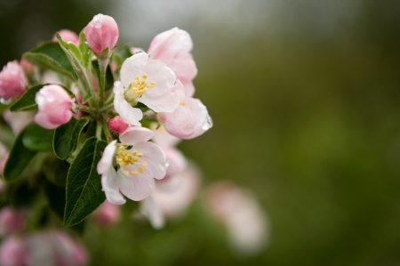 Apple Blossom with Dark Green Backgroundの写真素材