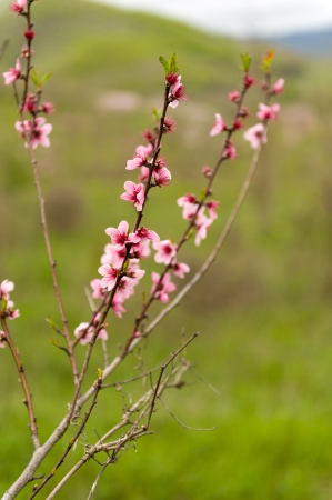 Branch of Peach Blossom with Green Backgroundの写真素材