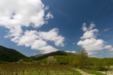 Spring garden unde  1082; the blue sky and cloudsの写真素材