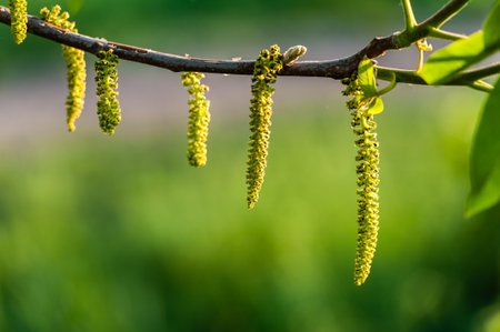 Catkin with Green Backgroundの写真素材