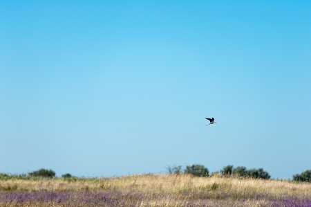 Hunting Birdの写真素材