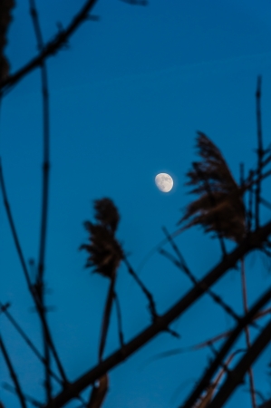 Moon over Reedの写真素材
