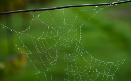 Spider Web on Wireの写真素材