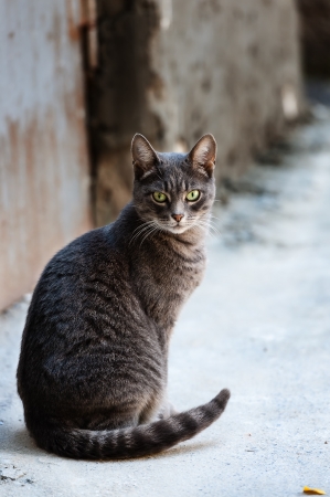 Street catの写真素材