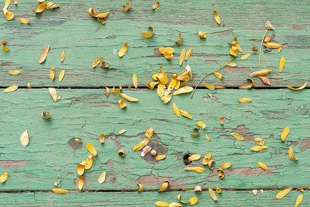Leaves on green tableの写真素材