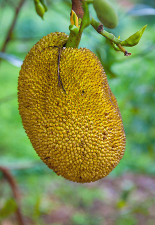 Breadfruit on branchの写真素材