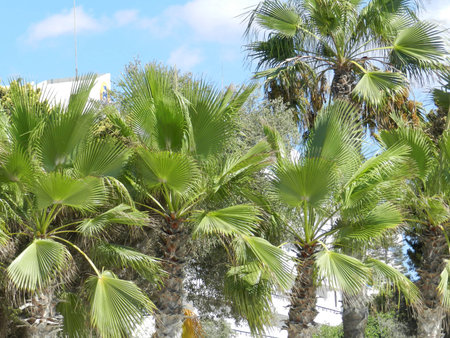 summer warm wind develops exotic palm treesの写真素材