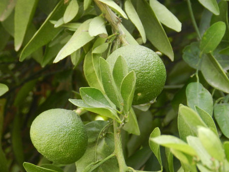 Green tangerine hanging on a treeの写真素材