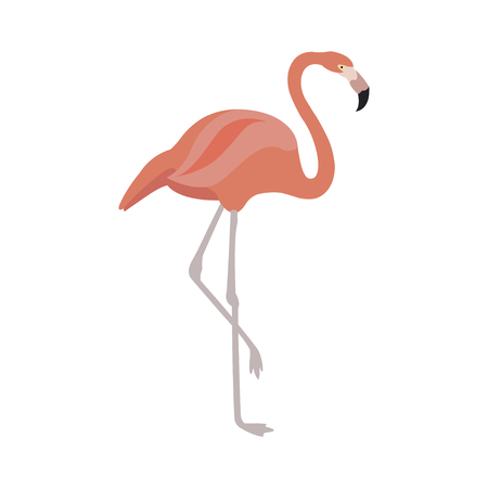 Pink flamingo vector illustration isolated on white background.のイラスト素材