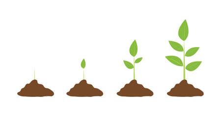 Stages of cultural development. Infographics of tree planting. Concept of evolution, plant, tree plant growing icons On white background. Vector illustrationのイラスト素材