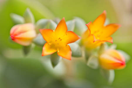 Flowers - hungry baby birdsの写真素材