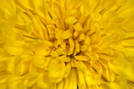 Dandelionの写真素材
