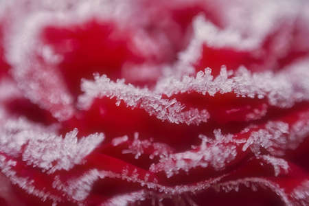 Rose with ice crystalsの写真素材
