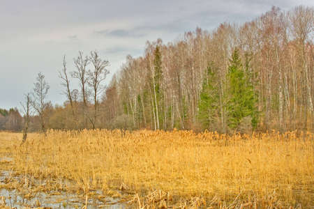 Natureの写真素材