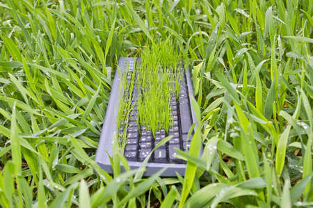 Grass in the keyboardの写真素材