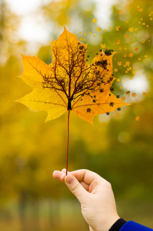 Maple leaves in autumn photographed, natural background
