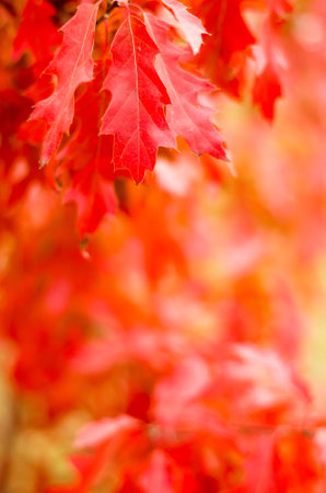 Macro background of leaves of red oak with a blurred background