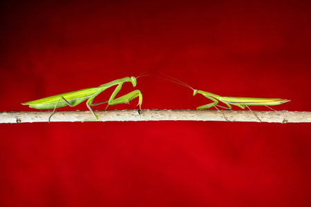 Photos mantis, predatory insects, in the macro at high magnificationの写真素材