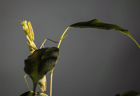 Photos mantis, predatory insects, in the macro at high magnificationの写真素材