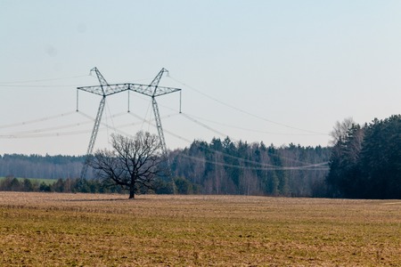 Oak without foliage growing in the field among power lines