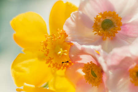Still life of Anemones and St. John's wort flowers with blurred backgroundの写真素材
