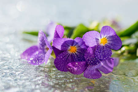 Still life of Anemones and St. John's wort flowers with blurred background