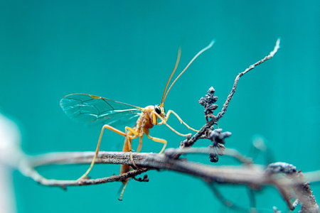 Macro shot of a yellow insect on a branch with blue backgroundの写真素材