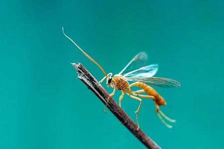Macro shot of an insect on a twig against a green backgroundの写真素材